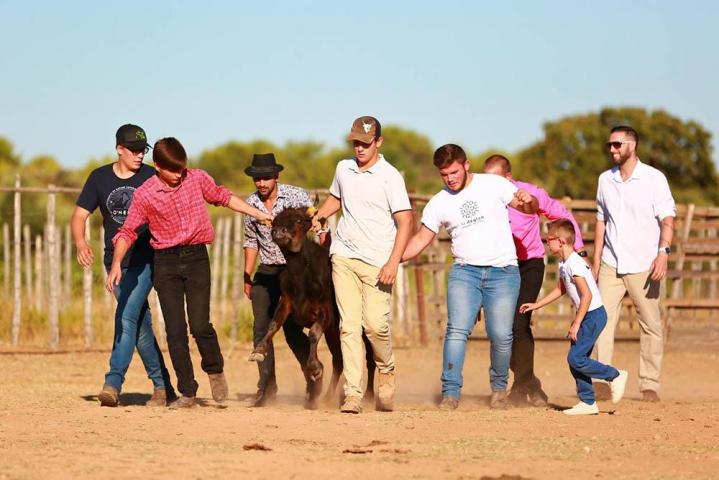 Activités taurines - Ferrades Castries