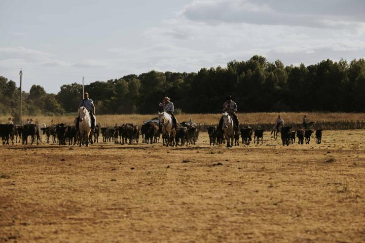Organisation Activités taurines - Ferrades Castries